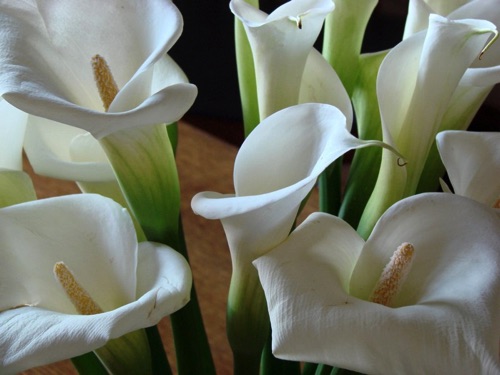 Concert of Calla Lillies